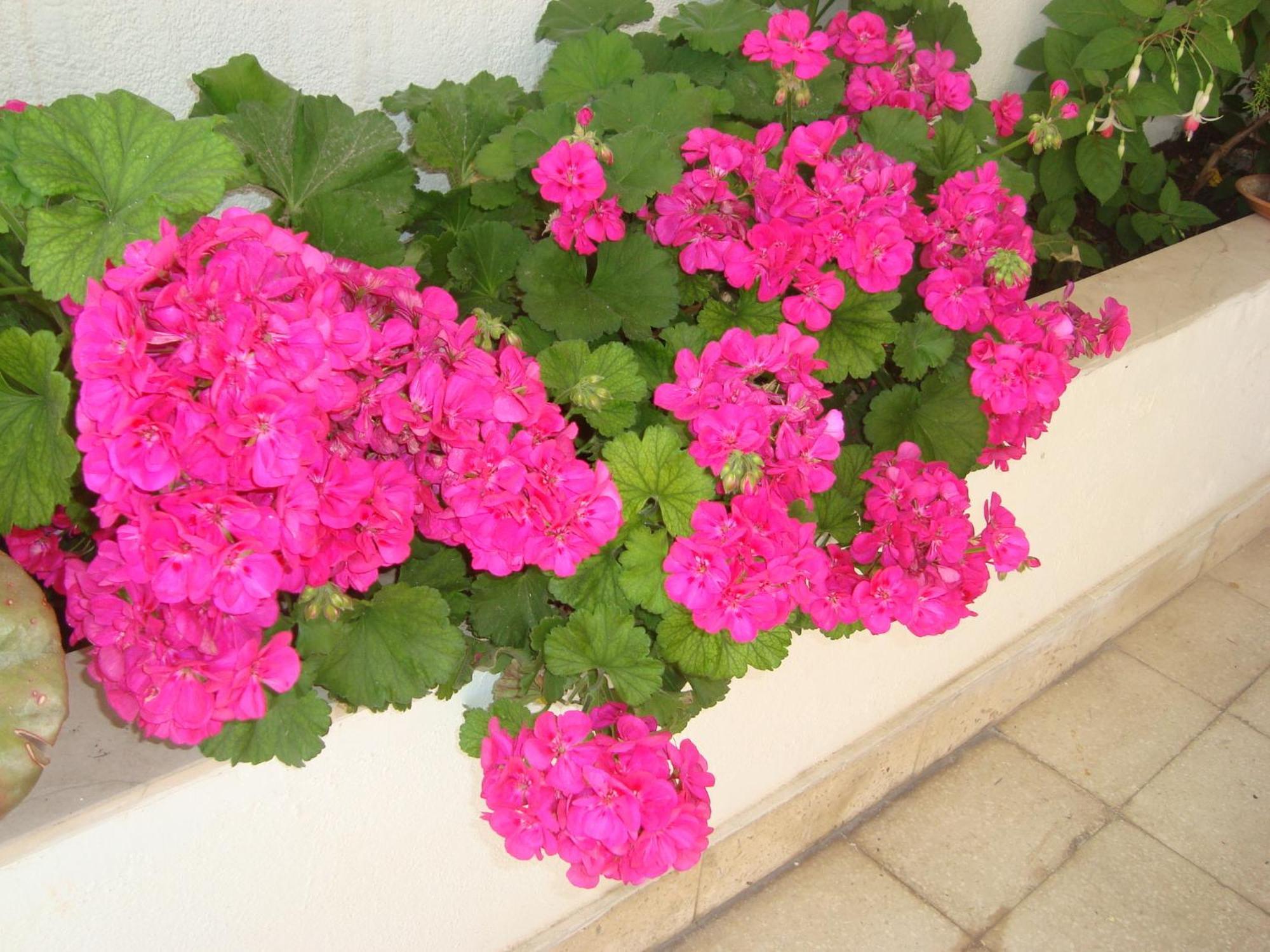 Guesthouse Iva Hvar Town Dış mekan fotoğraf